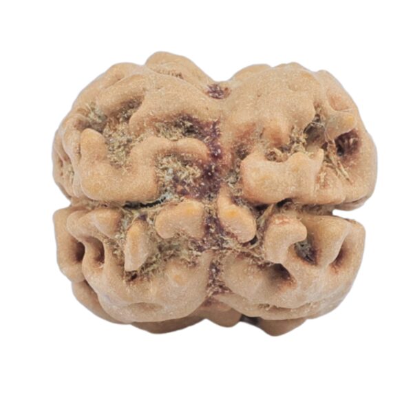 2 Mukhi Rudraksha 24.5mm 2.4gm - Rudraksha back