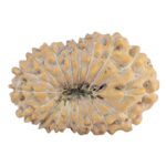 18 Mukhi Rudraksha 22.9mm 2.09gm - Rudraksha back