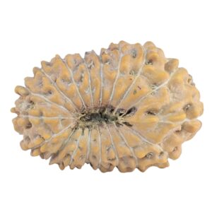 18 Mukhi Rudraksha 22.9mm 2.09gm - Rudraksha back