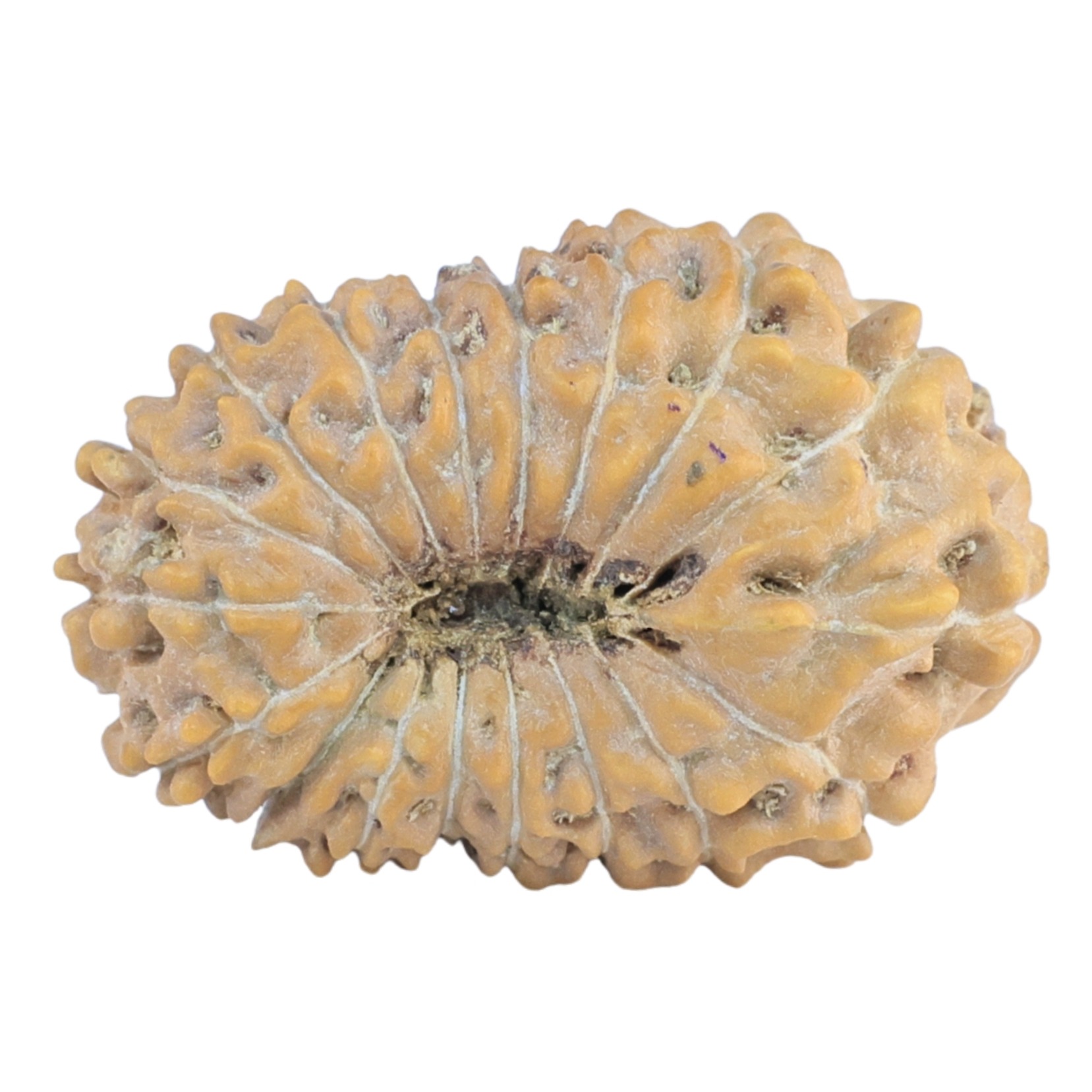 18 Mukhi Rudraksha 22.9mm 2.09gm - Rudraksha back