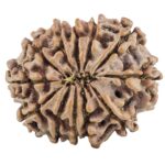 12 Mukhi Rudraksha 25.9mm 4.15gm - Rudraksha back