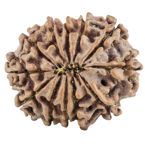 12 Mukhi Rudraksha 25.9mm 4.15gm - Rudraksha back