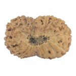 19 Mukhi Rudraksha 23.9mm 2.39gm - Rudraksha back