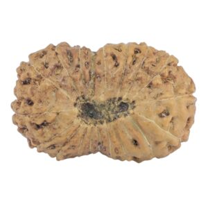19 Mukhi Rudraksha 23.9mm 2.39gm - Rudraksha back