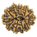 11 Mukhi Rudraksha 28mm 3.65gm - Rudraksha back