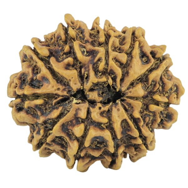 11 Mukhi Rudraksha 28mm 3.65gm - Rudraksha back