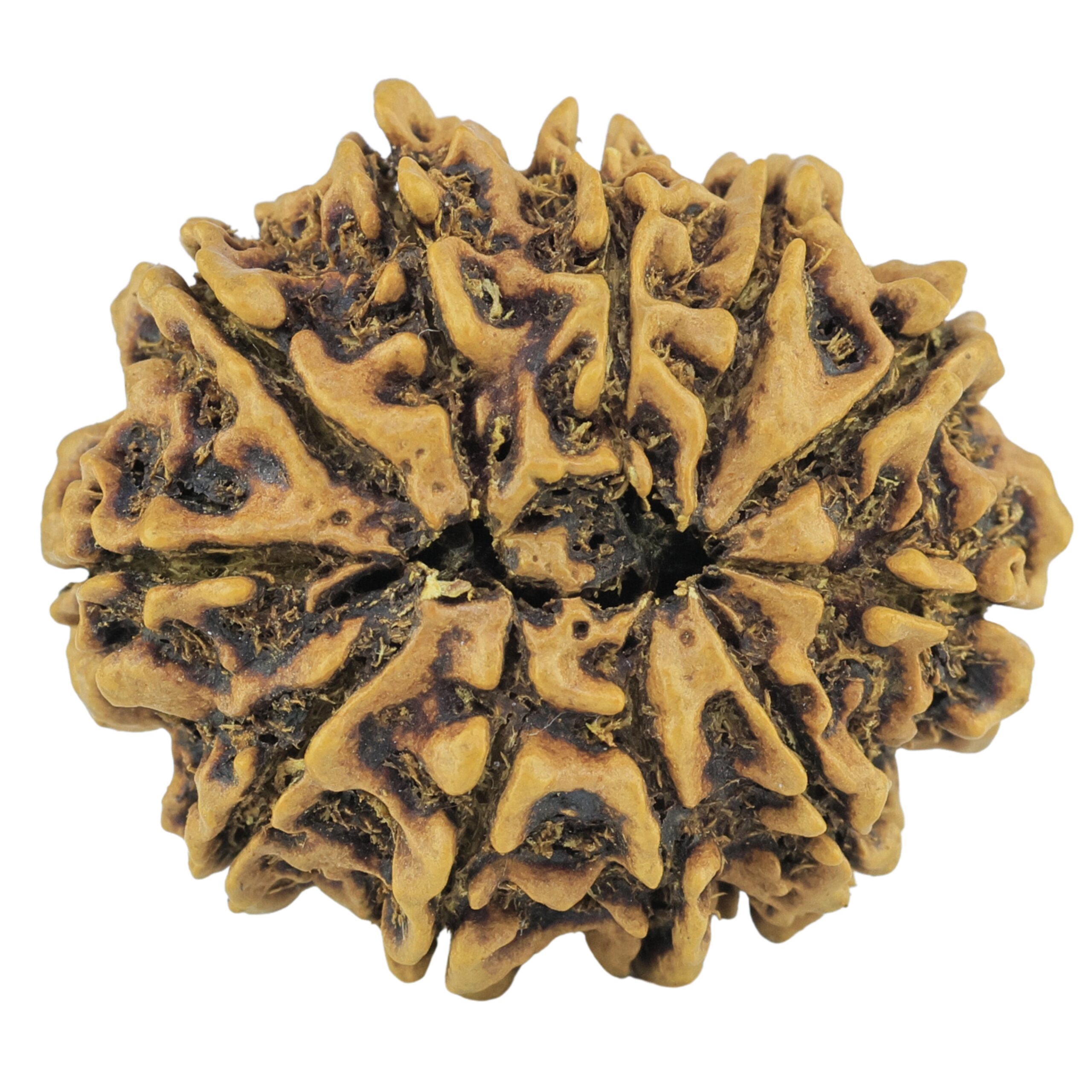 11 Mukhi Rudraksha 28mm 3.65gm - Rudraksha back