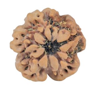 1MK(Underdeveloped) 23.2mm 4.18gm - Rudraksha back