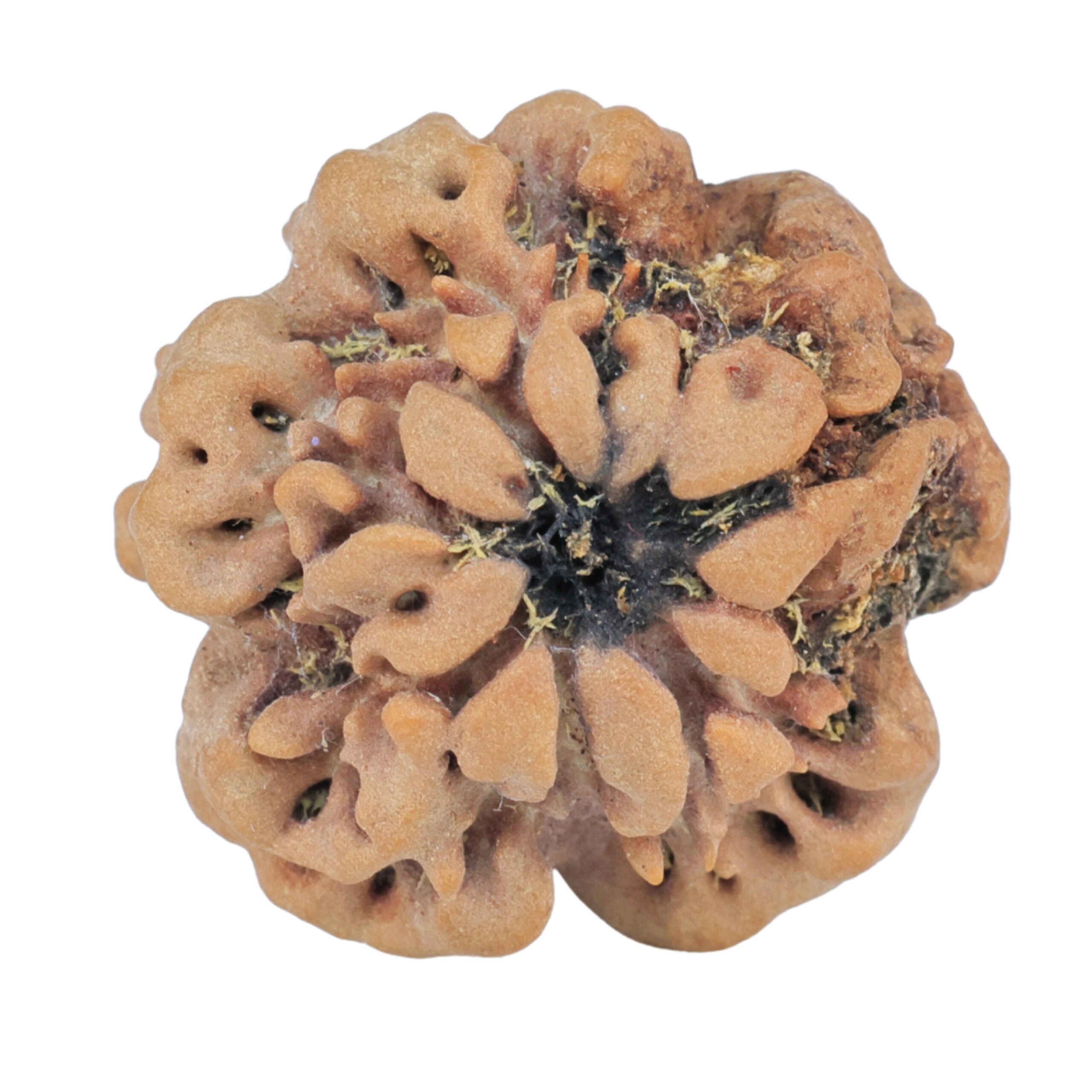 1MK(Underdeveloped) 23.2mm 4.18gm - Rudraksha back