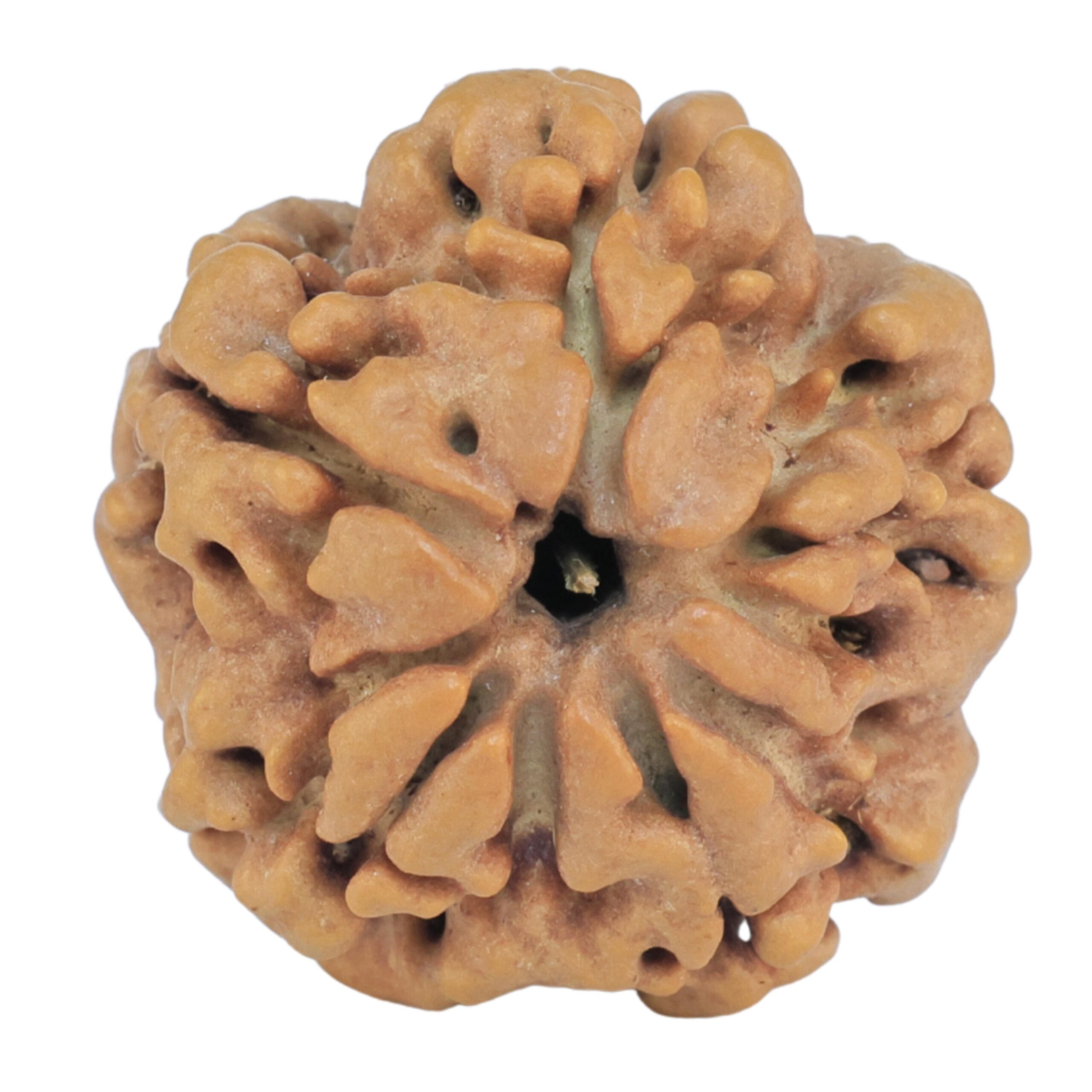 1MK(Underdeveloped) 21.2mm 3.3gm - Rudraksha back