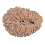 16 Mukhi Rudraksha 21.2mm 2.31gm - Rudraksha back