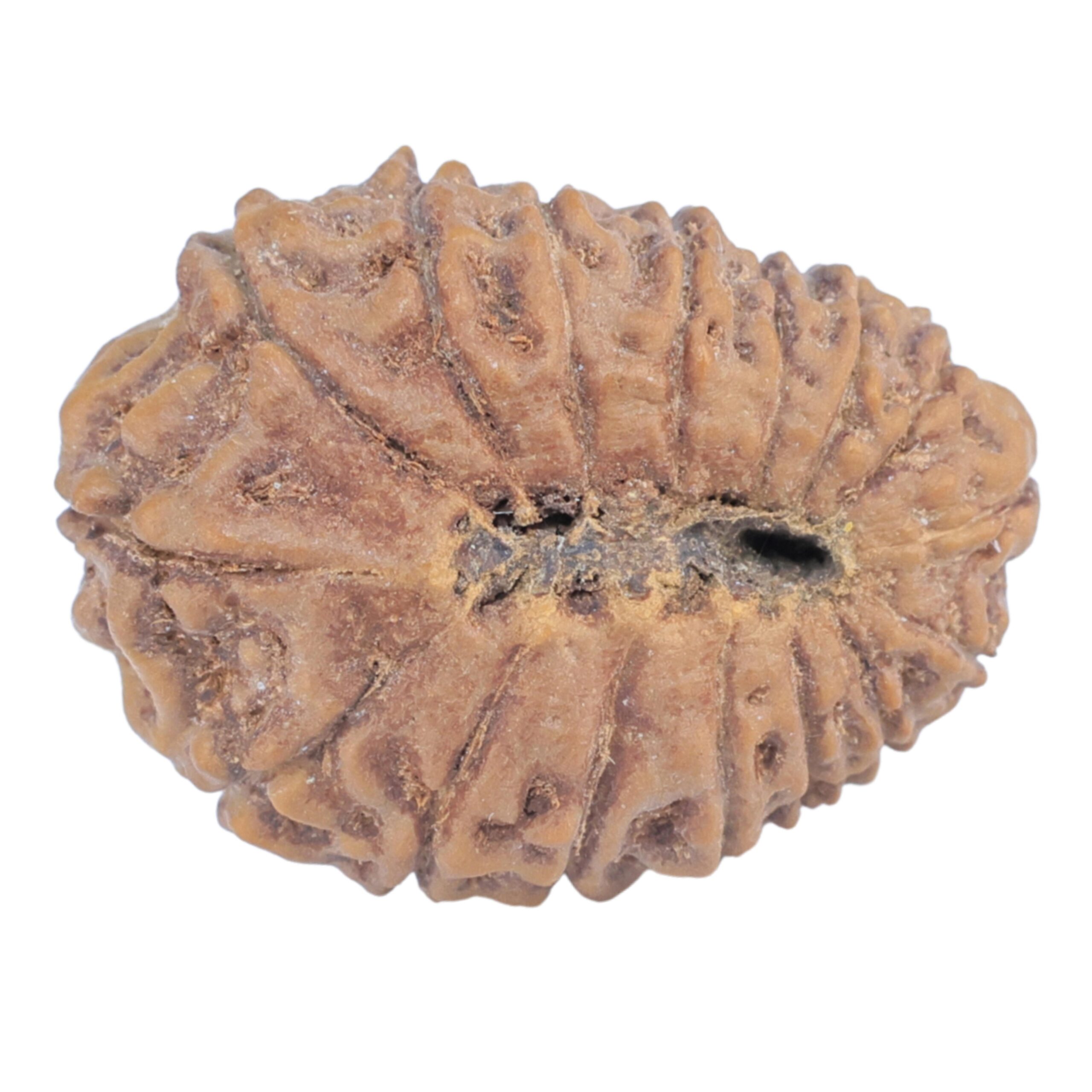 16 Mukhi Rudraksha 21.2mm 2.31gm - Rudraksha back
