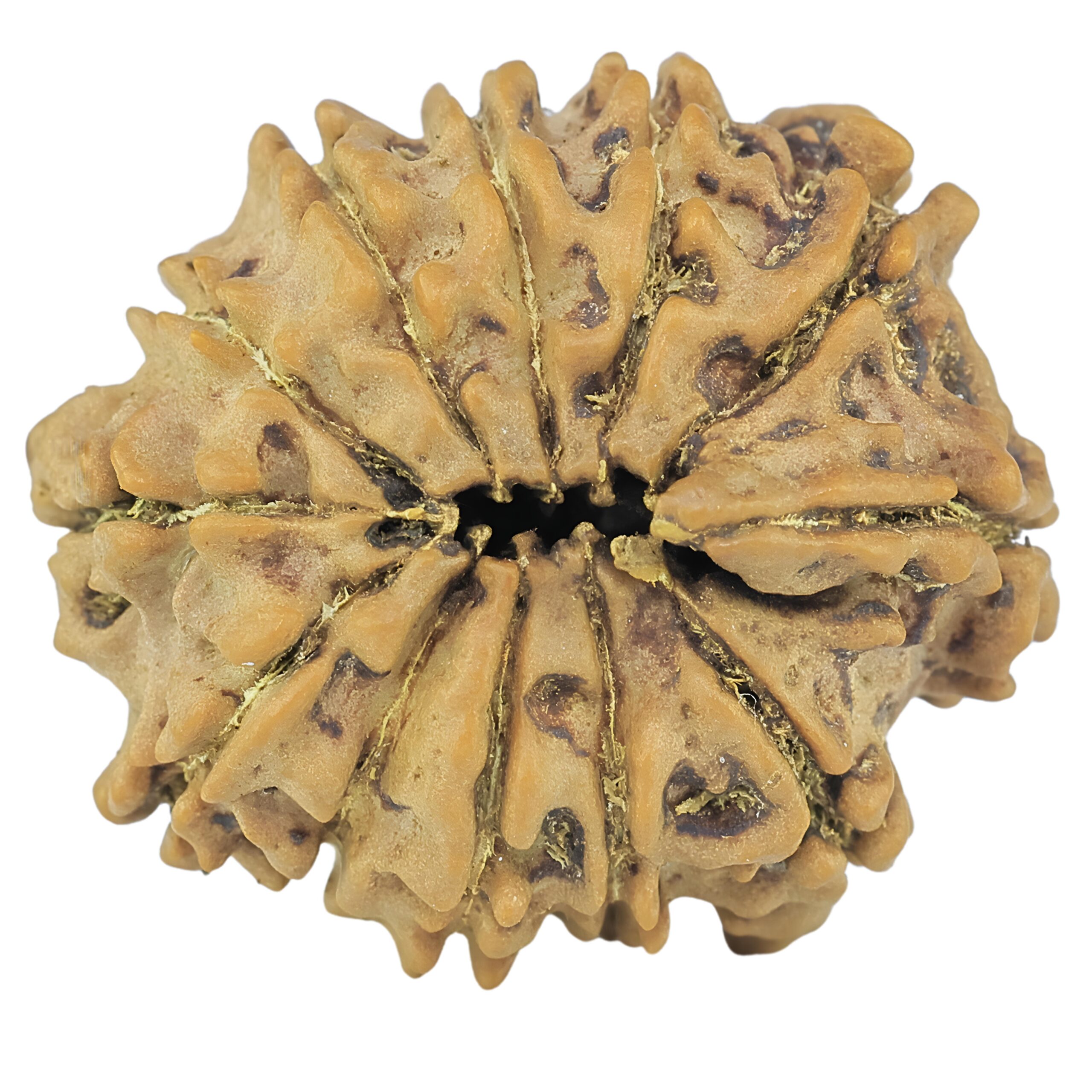 12 Mukhi Rudraksha 23.6mm 3.4gm - Rudraksha back