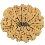 12 Mukhi Rudraksha 36.2mm 10.51gm - Rudraksha back