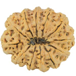 12 Mukhi Rudraksha 36.2mm 10.51gm - Rudraksha back