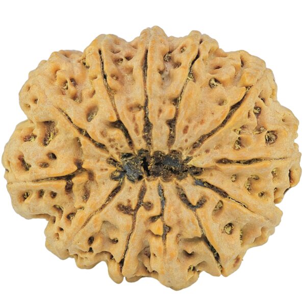 12 Mukhi Rudraksha 36.2mm 10.51gm - Rudraksha back