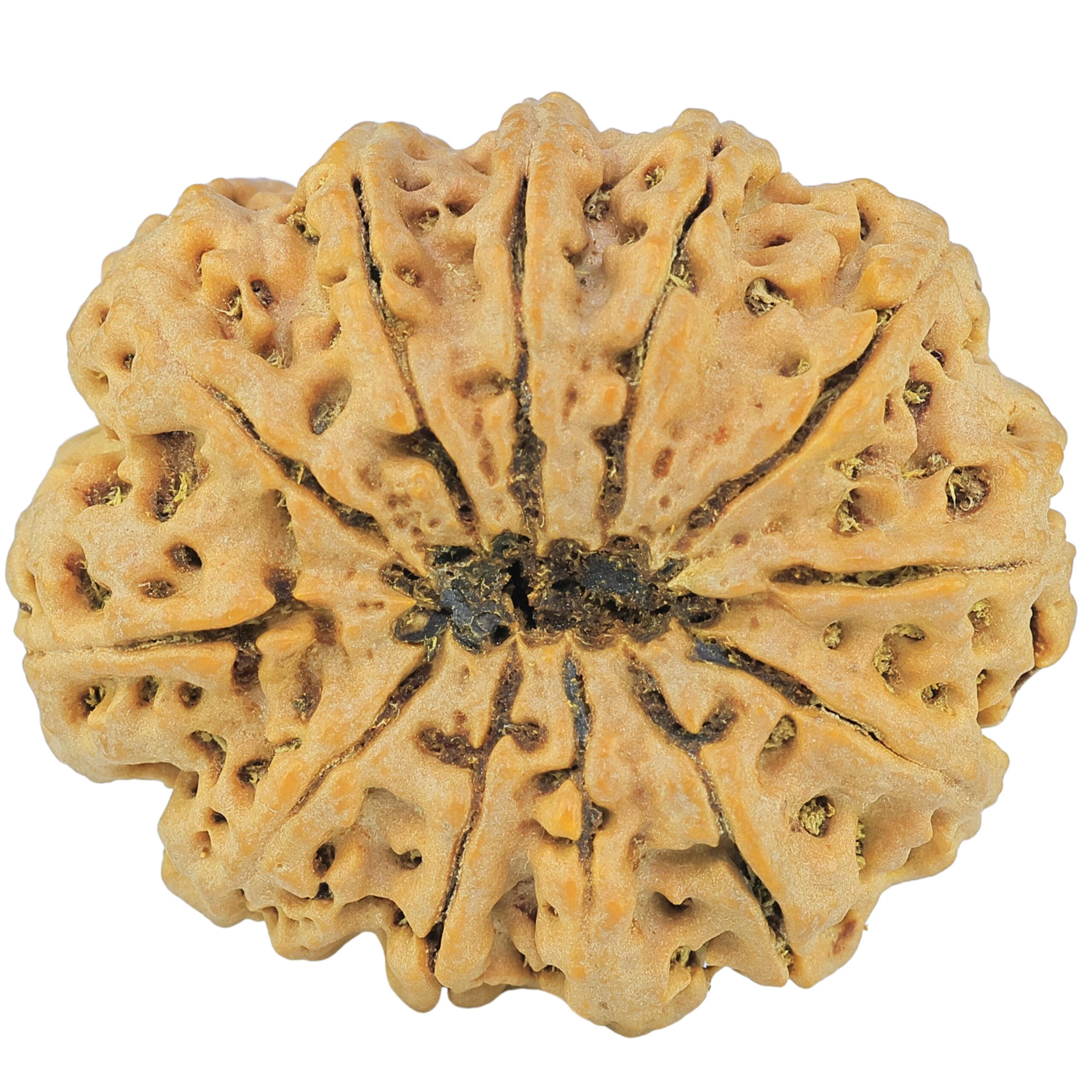 12 Mukhi Rudraksha 36.2mm 10.51gm - Rudraksha back