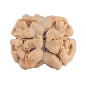 2 Mukhi Rudraksha 18.5mm 1.34gm - Rudraksha back