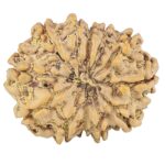 12 Mukhi Rudraksha 25.9mm 4.22gm - Rudraksha back