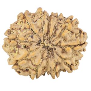 12 Mukhi Rudraksha 25.9mm 4.22gm - Rudraksha back
