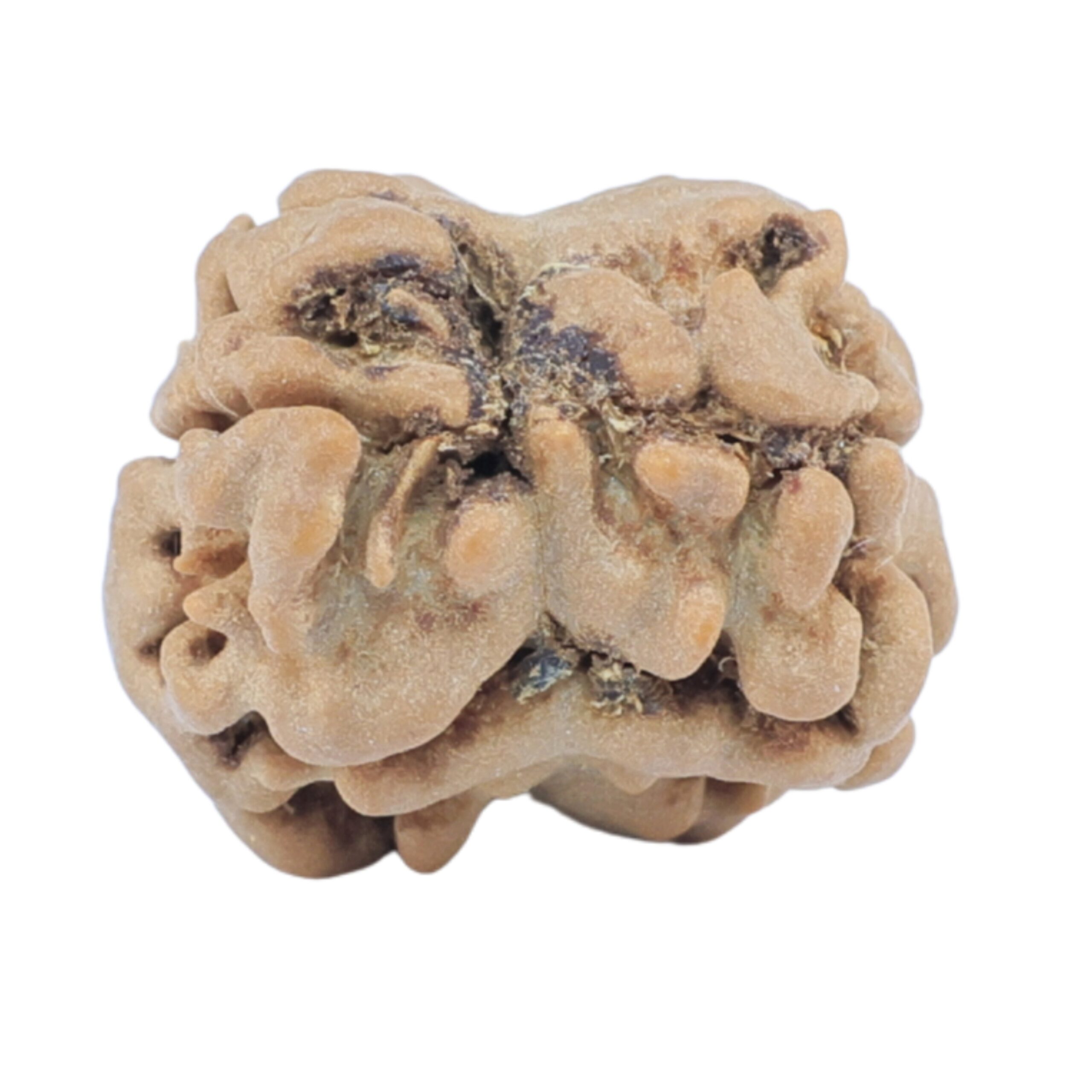 2 Mukhi Rudraksha 17.8mm 1.48gm - Origin: Nepal - Rudraksha back