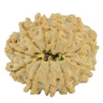 11 Mukhi Rudraksha 24mm 4gm - Rudraksha back