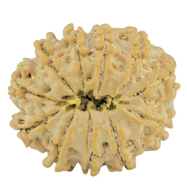 11 Mukhi Rudraksha 24mm 4gm - Rudraksha back