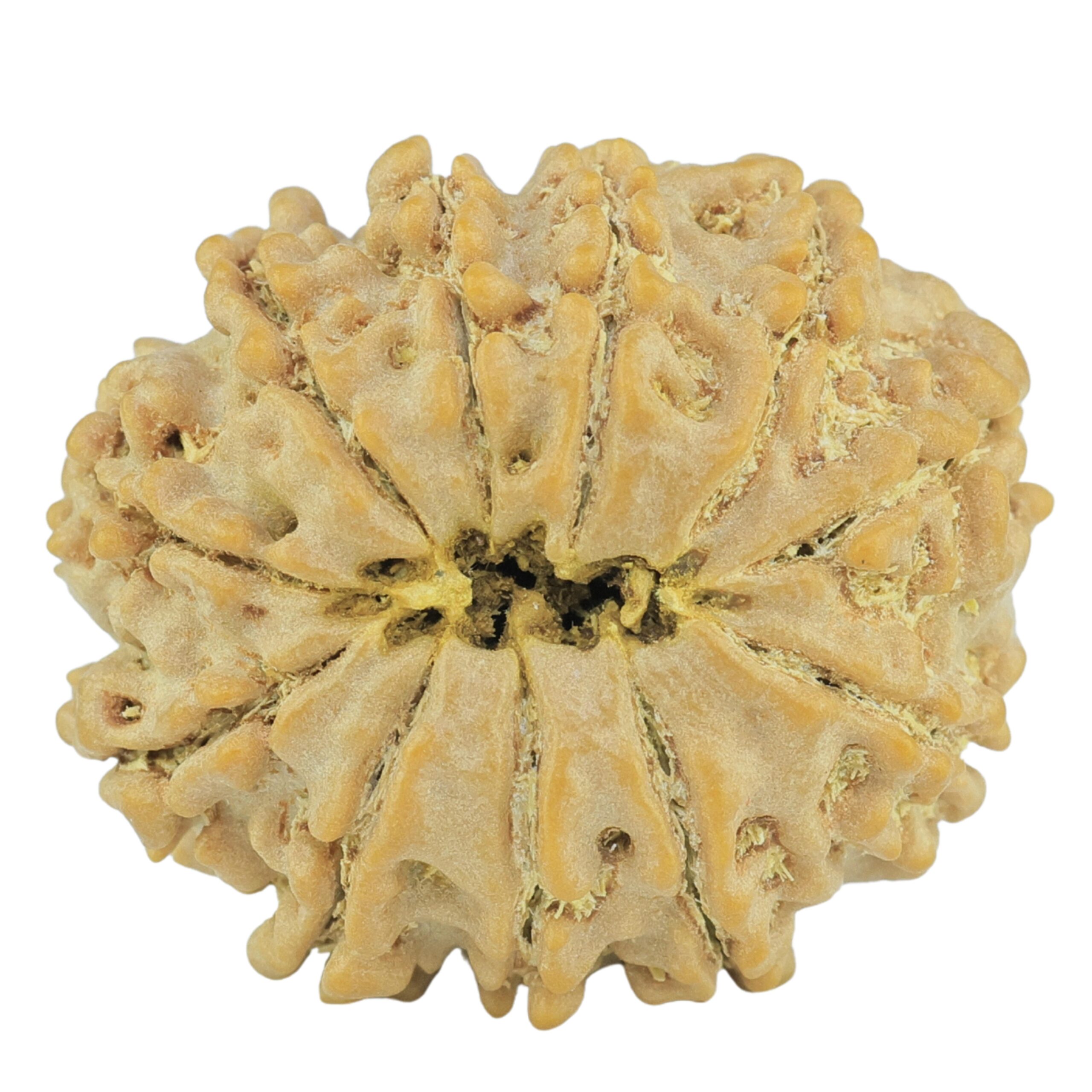 11 Mukhi Rudraksha 24mm 4gm - Rudraksha back