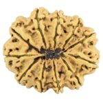 11 Mukhi Rudraksha 33.8mm 6.17gm - Rudraksha back