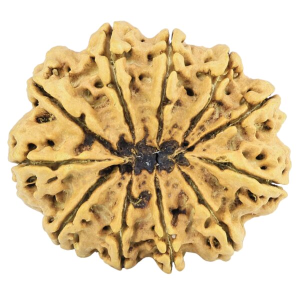 11 Mukhi Rudraksha 33.8mm 6.17gm - Rudraksha back