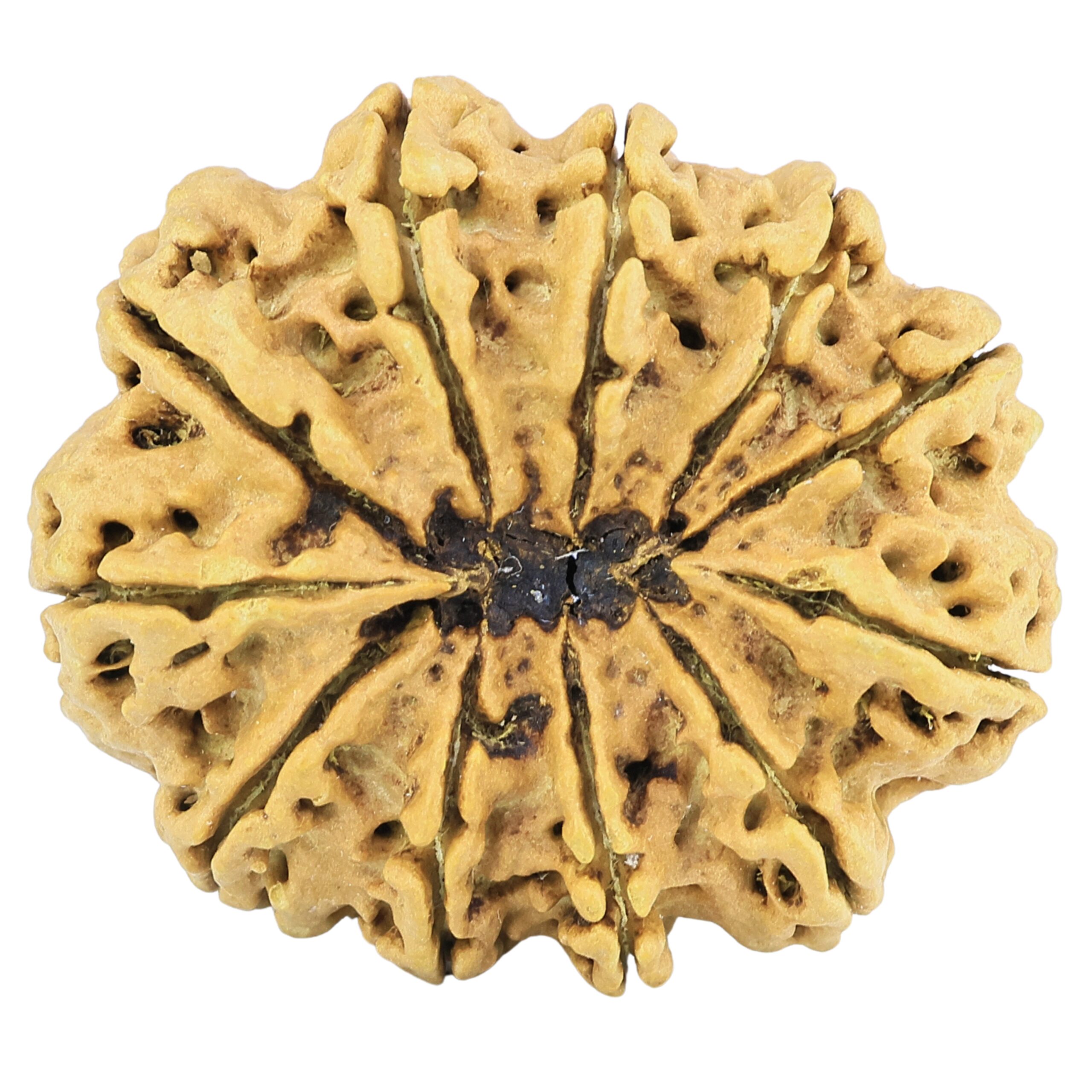 11 Mukhi Rudraksha 33.8mm 6.17gm - Rudraksha back
