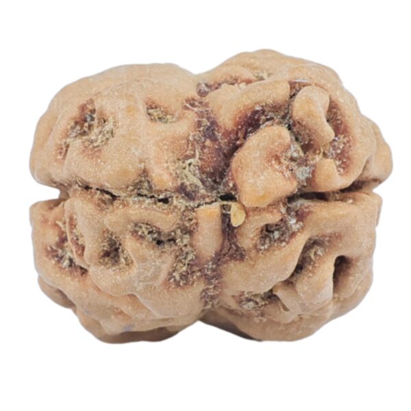 2 Mukhi Rudraksha 25mm 2.44gm - Rudraksha back