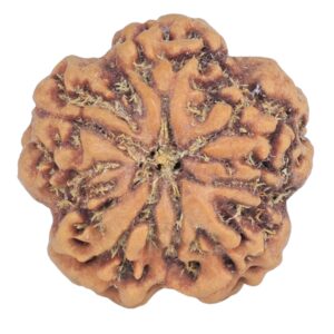 1MK(Underdeveloped) 22.8mm 4.4gm - Rudraksha back