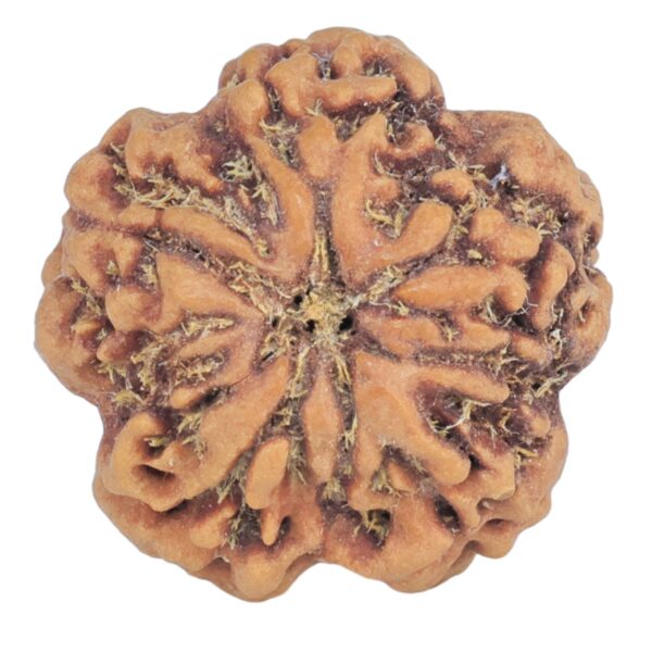 1MK(Underdeveloped) 22.8mm 4.4gm - Rudraksha back