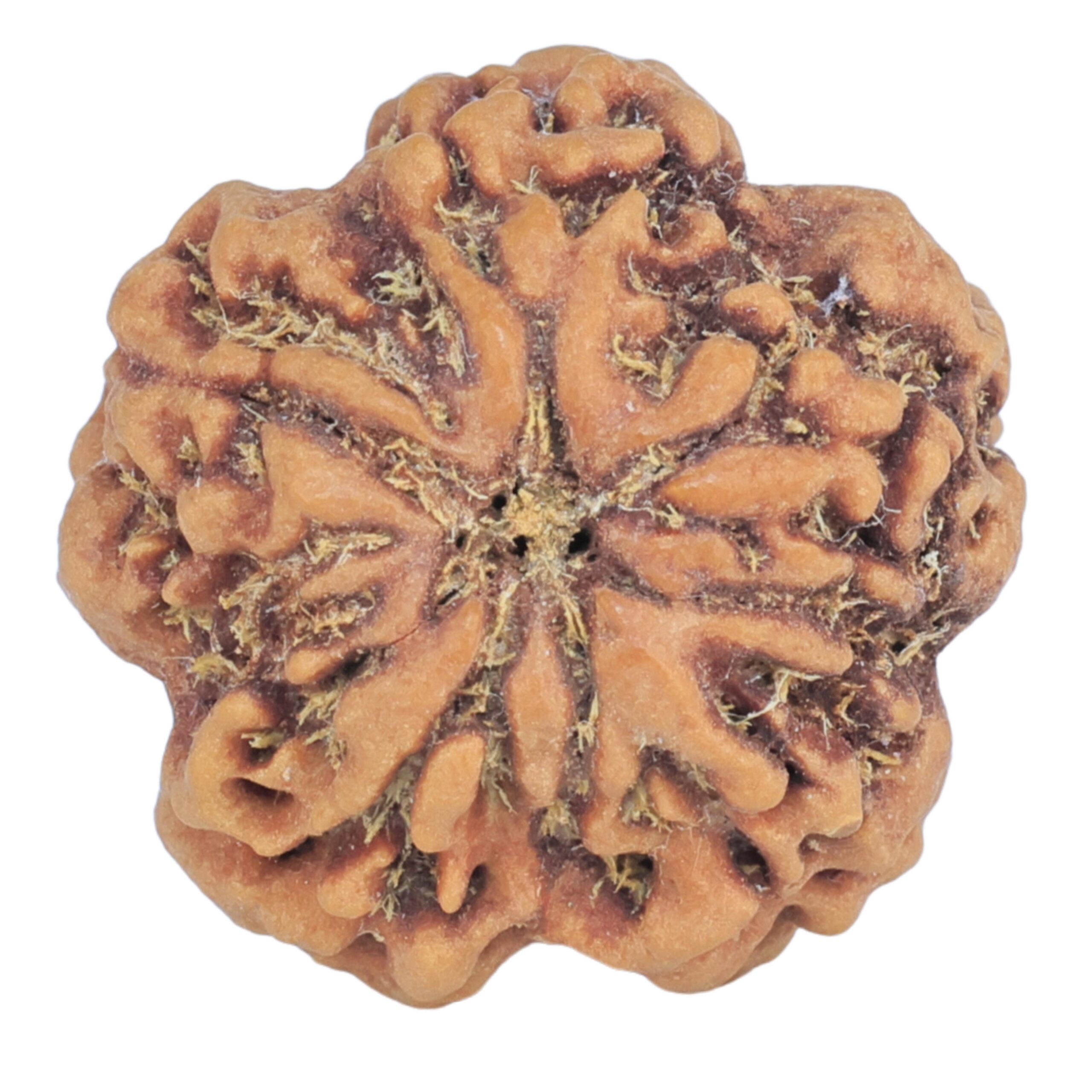 1MK(Underdeveloped) 22.8mm 4.4gm - Rudraksha back
