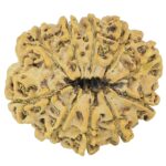 10 Mukhi Rudraksha 26.5mm 3.68gm - Rudraksha back