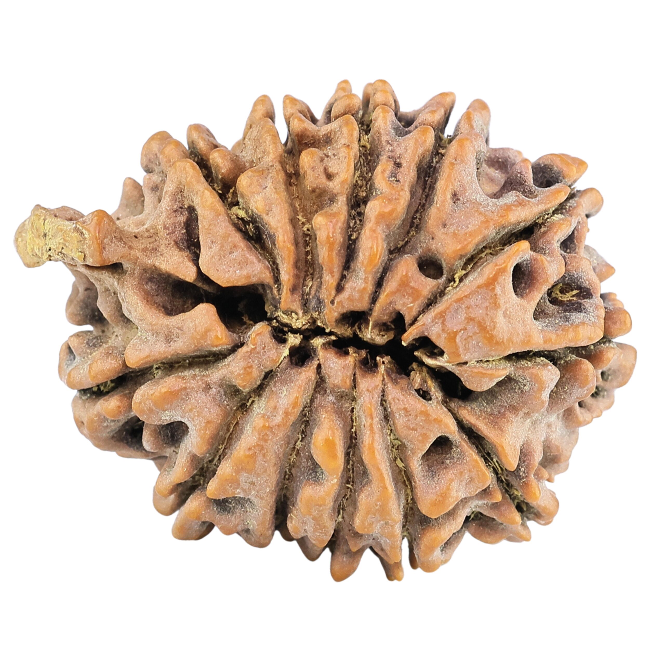 12 Mukhi Ganesh 32.4mm 6.34gm - Rudraksha back
