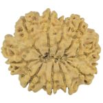 10 Mukhi Rudraksha 26.7mm 4.45gm - Rudraksha back