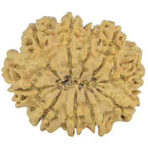 10 Mukhi Rudraksha 26.7mm 4.45gm - Rudraksha back