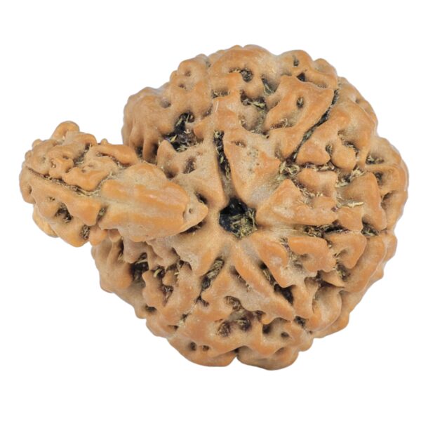 Sawar/Ganesh (6+1) 25.4mm 3.73gm - Rudraksha back