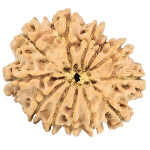 12 Mukhi Rudraksha 26mm 3.59gm - Rudraksha back