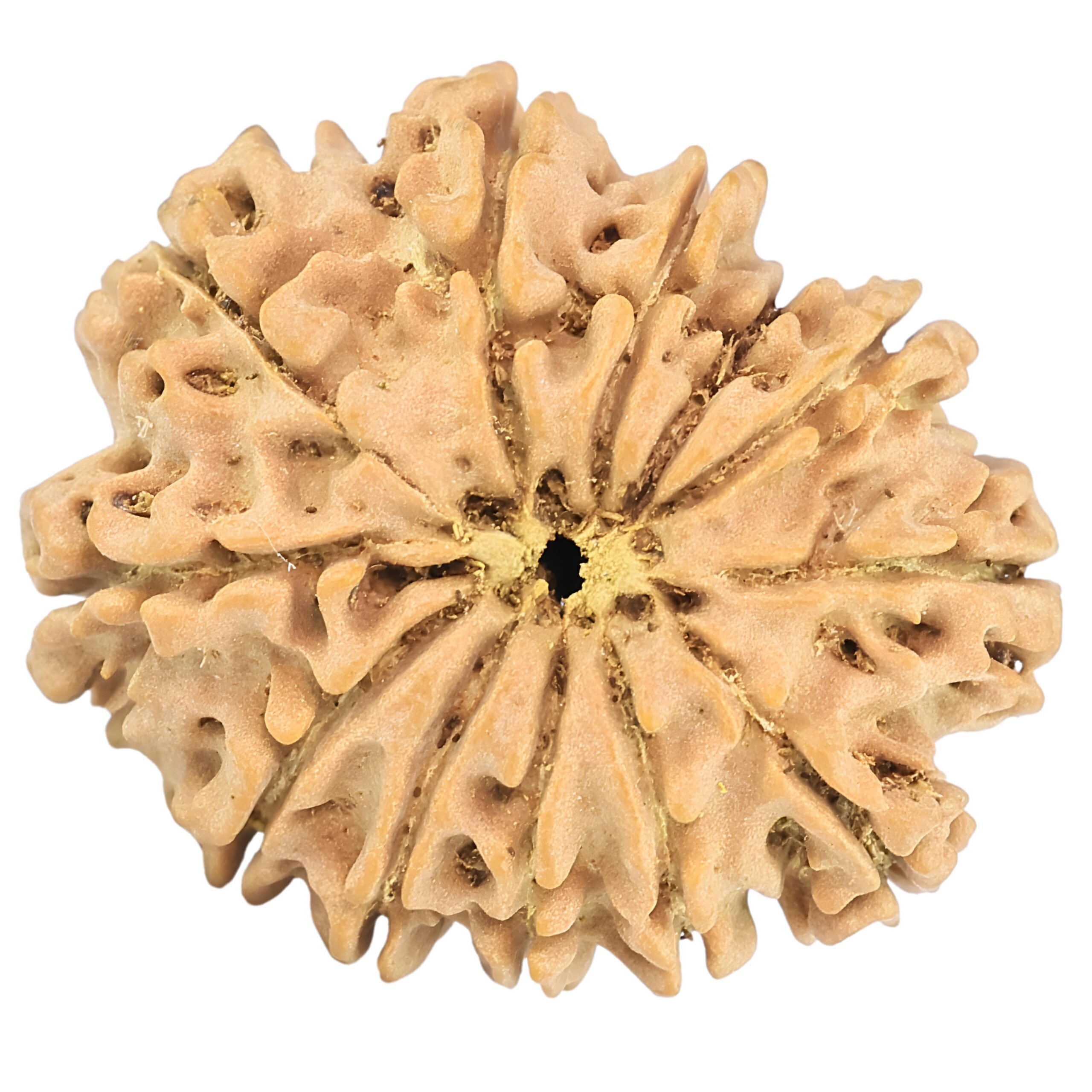 12 Mukhi Rudraksha 26mm 3.59gm - Rudraksha back