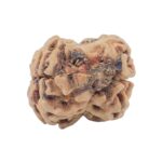 2 Mukhi Rudraksha 23.6mm 2.37gm - Rudraksha back