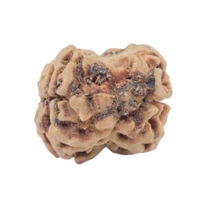 2 Mukhi Rudraksha 23.6mm 2.37gm - Rudraksha back
