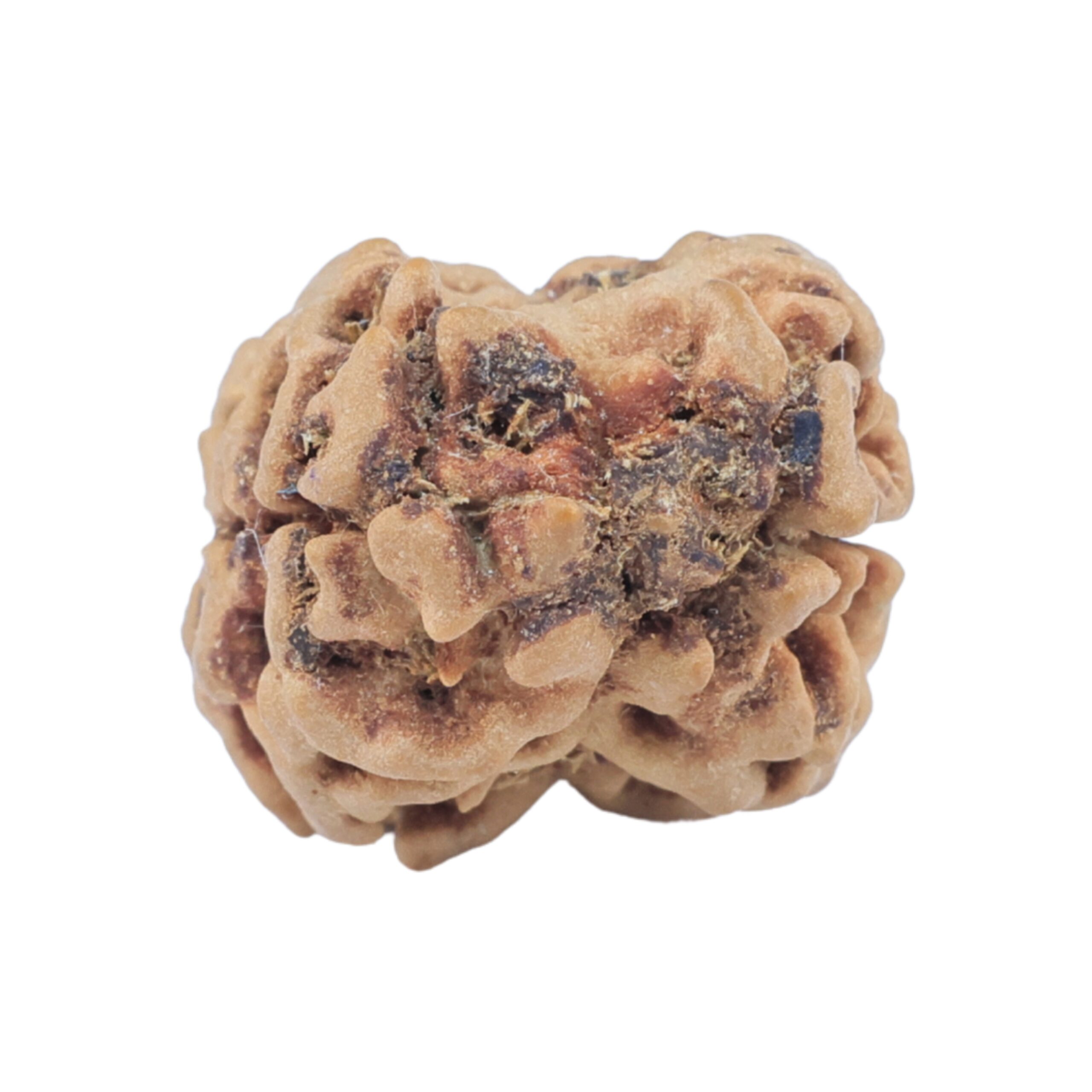 2 Mukhi Rudraksha 23.6mm 2.37gm - Rudraksha back