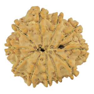 11 Mukhi Rudraksha 24.4mm 3.92gm - Rudraksha back
