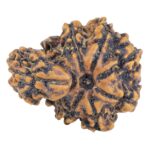 Sawar/Ganesh (7+1) 21.4mm 2.09gm - Rudraksha back