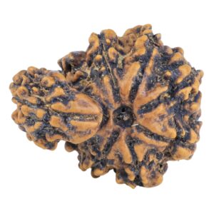 Sawar/Ganesh (7+1) 21.4mm 2.09gm - Rudraksha back