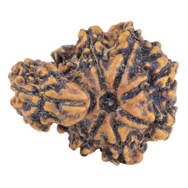 Sawar/Ganesh (7+1) 21.4mm 2.09gm - Rudraksha back