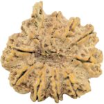 10 Mukhi Ganesh 38.2mm 10.99gm - Rudraksha back